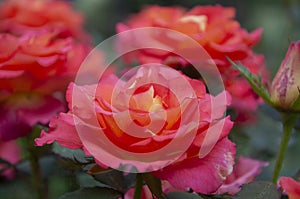 Rose Decor Arlequin close-up photo