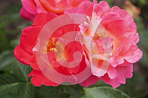 Rose Decor Arlequin close-up photo