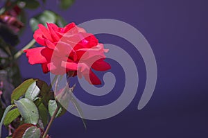 Rose on deep blue Background