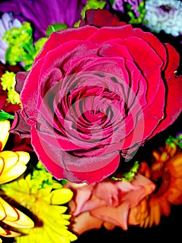 A rose Deep in the centre of a variety of cutflowers