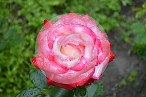 Ruže bledý ružový kvety 