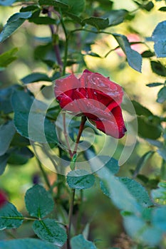 Rose in dew
