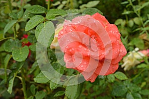 Rose dew drops