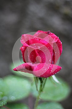 The rose with dew drops