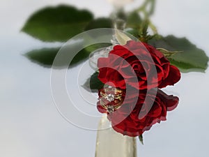 Rose and diamond ring