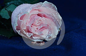 Rose with a diamond ring on a blue velvet