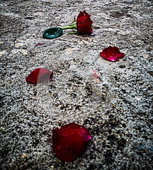 A rose dies photo