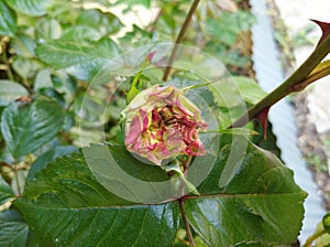 rose disease due to lack of boron and other trace elements - deformed rose bud Cesar rose bud thickening of the petals