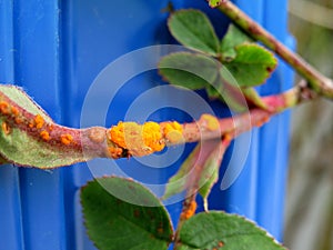 Rose disease: rust on roses close up