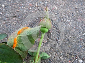 Rose disease: rust on roses leaves close up