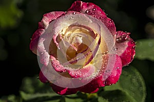 Rose Double Delight close-up. Pink with a yellow center on a black background. In natural sunlight with drops.