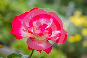 Rose `Double Delight`, a hybrid tea rose