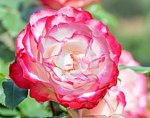 Rose `Double Delight` - one of the most well-known roses in the world, ideal classical shape.