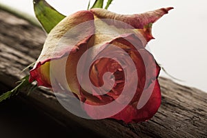 Rose on driftwood