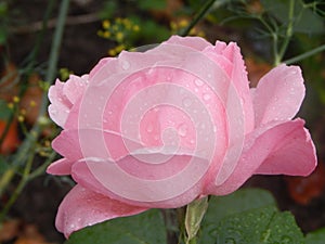 Rose in droplets
