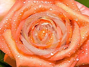 Rose and drops of water