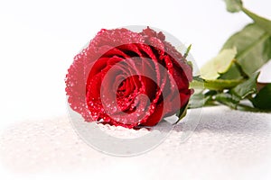 Rose & drops on white