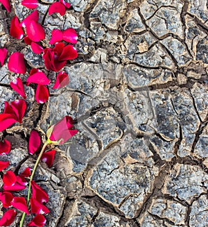 Rose on dry ground