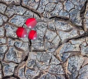 Rose on dry ground