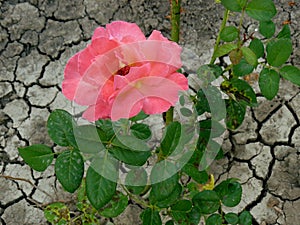 Rose and dry land