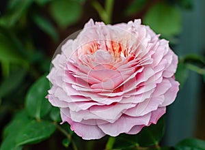 Rose `Eisvogel` blooming head. Close up.