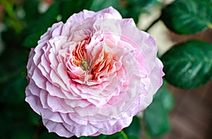 Rose `Eisvogel` blooming head. Close up.