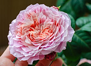 Rose `Eisvogel` blooming head. Close up.
