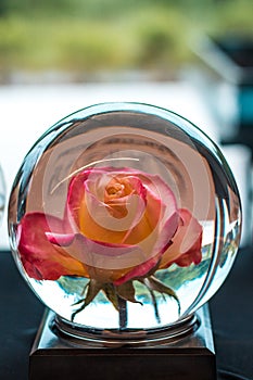 Rose encased in a glass ball