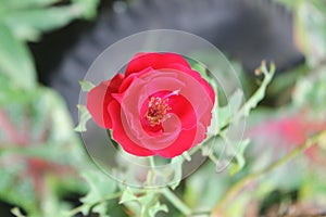 This is a rose that enchants with its characteristics photo
