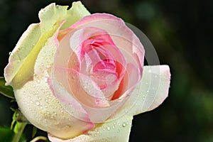 Rose esperance light pink with dew drops macro