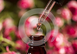 Rose Essential Oil