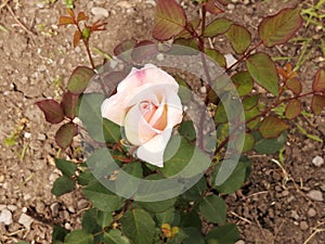 Rose-Eutopia Gardens,Mandruloc,Arad County,Romania