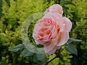 Rose `Evelyn ` in the garden. Beautiful pink flowers