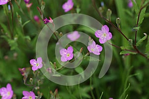 Rose evening primrose