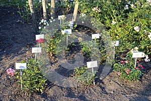 Rose family Snowhite and seven Dwarfs in de Guldemondplantsoen Rosarium in Boskoop photo