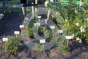 Rose family Snowhite and seven Dwarfs in de Guldemondplantsoen Rosarium in Boskoop photo