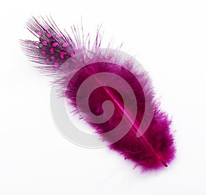 Rose feather