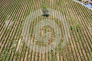 Rose field in Bulgaria