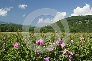 Rose fields