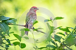 A rose finch, a small red and brown bird