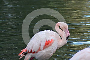 Rose Flamingo in the lake