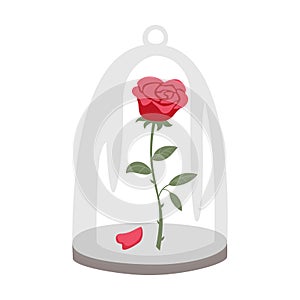 Rose in a flask of glass on the white background