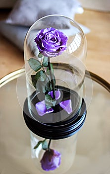 Rose in a flask under the glass. As a gift for the holiday.