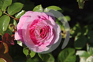 Rose in the Flora Rosarium in the village of Boskoop,Netherlands