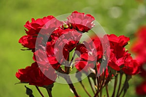 Rose in the Flora Rosarium in the village of Boskoop,Netherlands