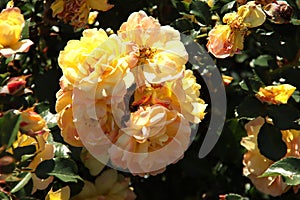 Rose in the Flora Rosarium in the village of Boskoop,Netherlands