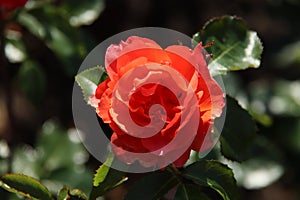 Rose in the Flora Rosarium in the village of Boskoop,Netherlands