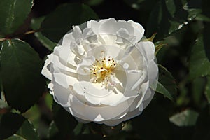 Rose in the Flora Rosarium in the village of Boskoop,Netherlands