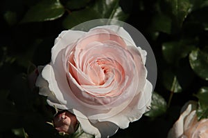 Rose in the Flora Rosarium in the village of Boskoop,Netherlands