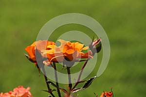 Rose in the Flora Rosarium in the village of Boskoop,Netherlands